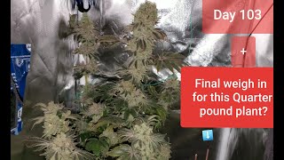 2x2 grow tent Final Weigh in for my Quarter pound plant?? and day 103 / day 67 flower