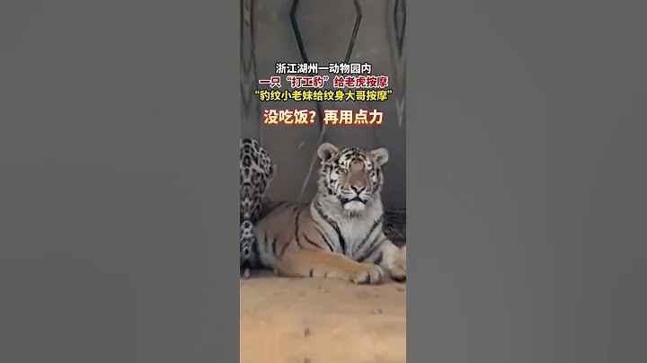 浙江湖州，一隻“打工豹”正在給老虎“按摩”。 - 天天要聞