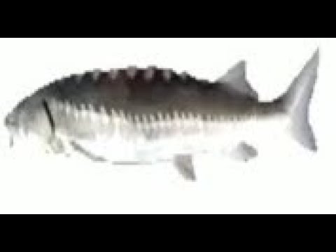 риба крутиться 3 секунди - YouTube