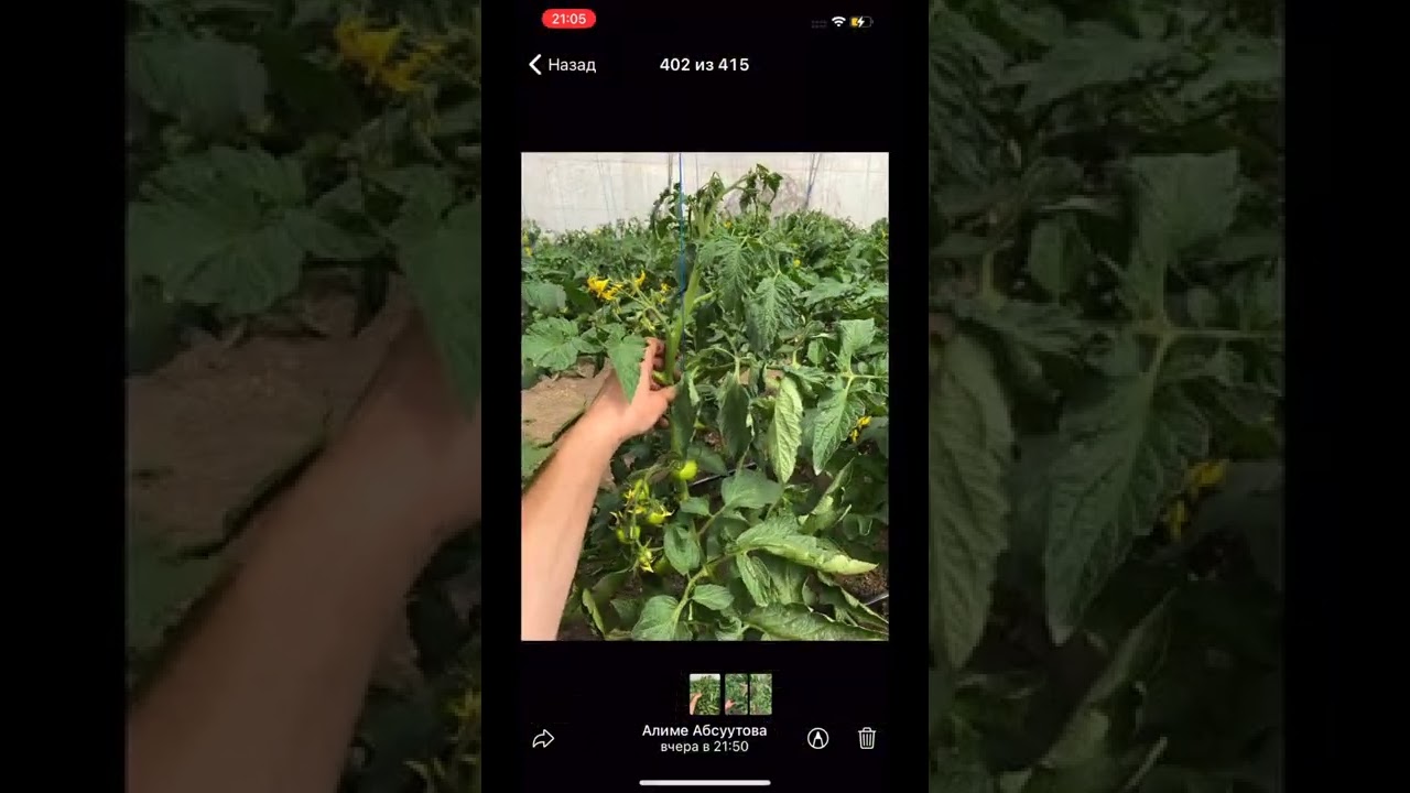 Две важных подкормки для полевого томата