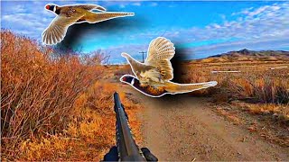 Pheasant Hunting and Cooking 2021!!