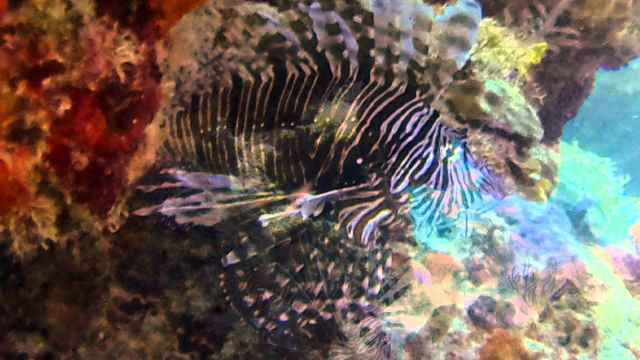 Sail Caribbean Divers Oct 27th, 2014 - British Virgin Islands