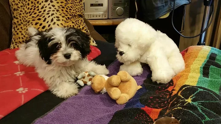 Tribute to Winny, my Maltipoo and best friend!