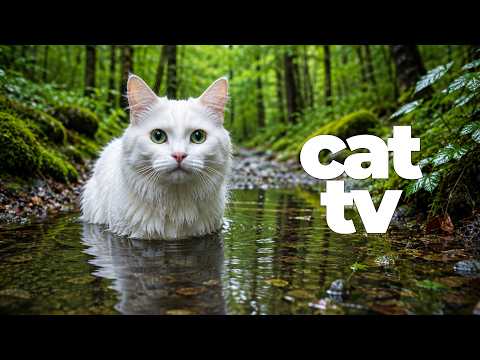 CAT TV for Cats 🐦 Birds + 🐠 Underwater Fish | Relaxing Music & Ultimate Cat Enrichment
