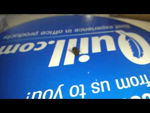 Breakdancing Fly