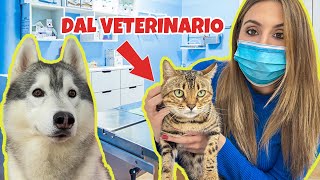 PORTIAMO la nostra GATTINA dal VETERINARIO 😷🩺🙀