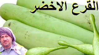 زراعة القرع الاخضر(كطين ابو ركبة)