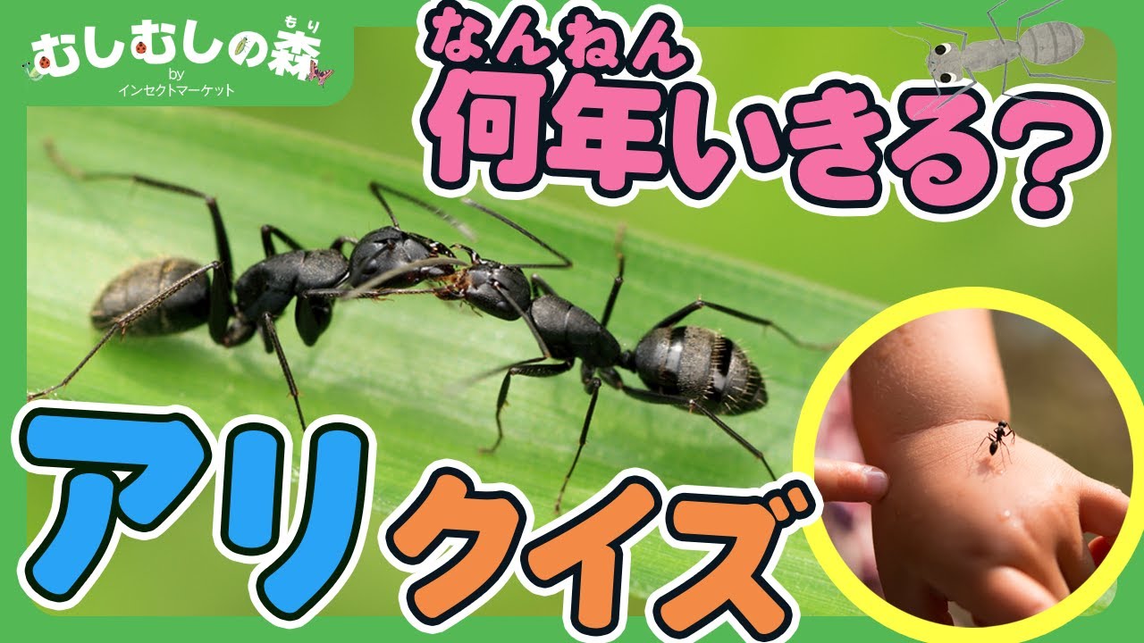 【昆虫】どこまで知っている？アリクイズに挑戦！【むしむしの森】香川照之・カァーブル先生・昆虫採集・子ども向け・自由研究・知育・教育・生き物・カブトムシ・クワガタ・てんとうむし・トンボ・カマキリ・アリ