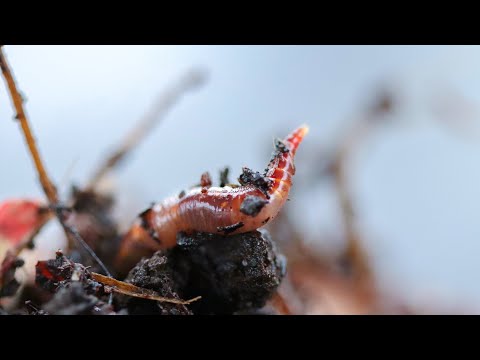 Video: Profession beekeeper or beekeeper