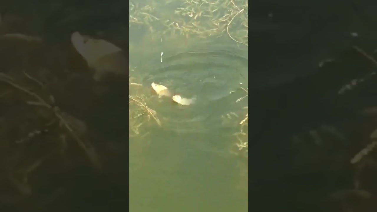 #videomancingterbaru