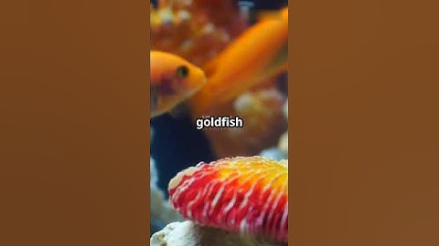 Can goldfish really only remember 3 seconds? 🤯  #ytshorts #shorts #goldfish #memory #facts