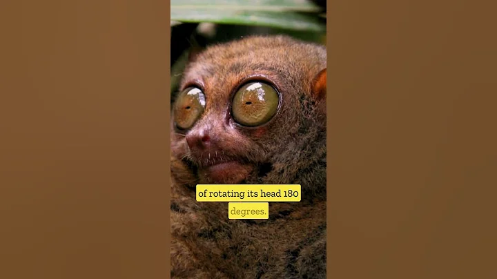 This Animal Has Night Vision - Tarsier
