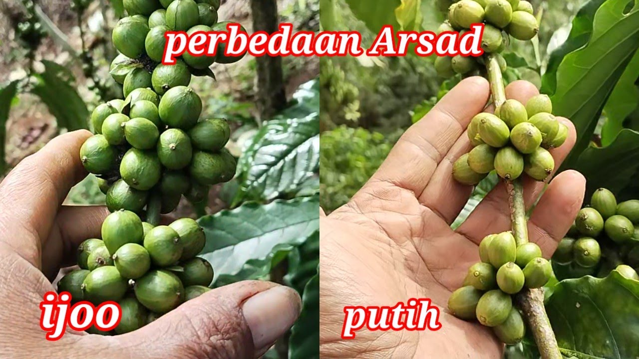 PERBEDAAN ARSAD HIJAU DAN ARSAD PUTIH