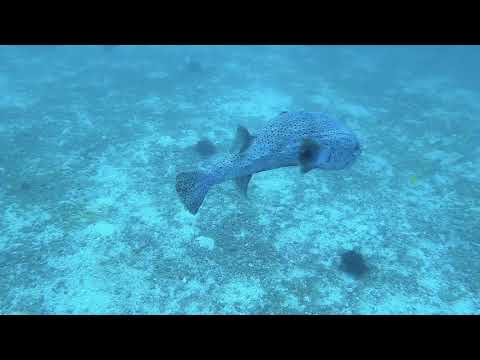 UAE Diving- Sharm Rock and Snoopy Island