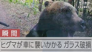 衝撃】ヒグマが軽トラに体当たり フロントガラス破損 - YouTube