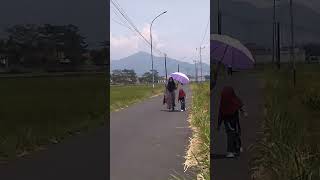 #pemandangan Usai dipanen#video#shorts#