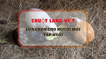Chuột lang Việt - Người mới tập nuôi nên chọn?