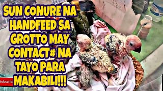 BENTAHAN NG MGA MURANG HAYOP SA GROTTO TARA!! | SUN CONURE MERON YAN SA GROTTO PET MARKET!! vlog#516