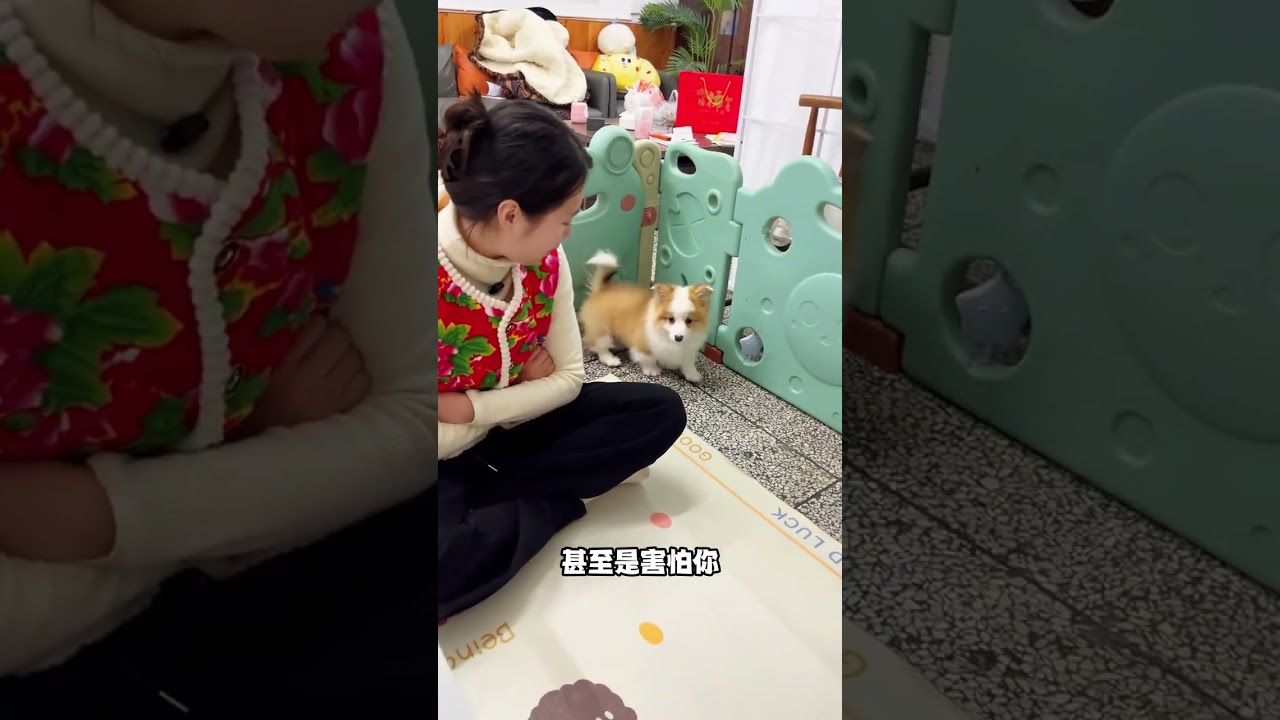 Corgi home precautions