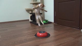 Kitten fights with cleaning robot Kitten fights with cleaning robot