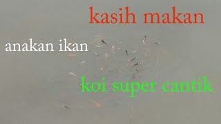 Anakan ikan koi ukuran 5cm