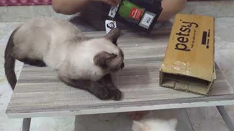 Unboxing of Catnip Toy- Catnip Toy Review- Cat Reaction- Effect of Catnip