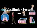 The vestibular system animation