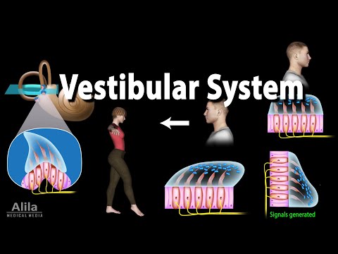 Video: Welke arts behandelt het vestibulaire systeem?