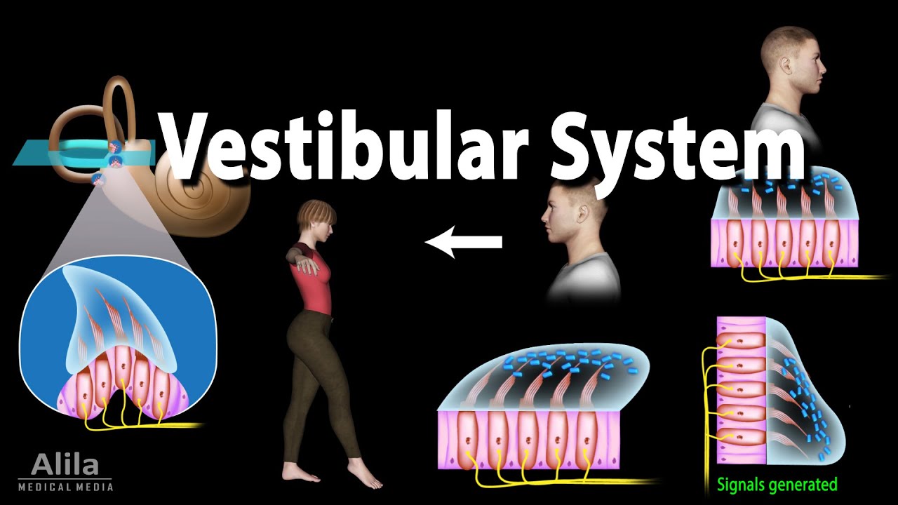 The Vestibular System, Animation (2023)