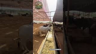 Zain cattle farm | #shorts $#viral #cow #bull #cattle #cattlefarm #livestock