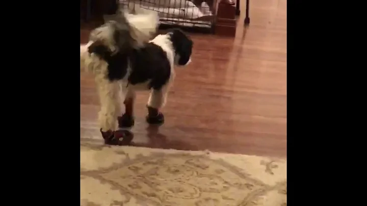 Bean Funniest Dog Video Ever Ever