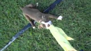 American Pit Bull Terrier - Rayka X Ralf 12062014