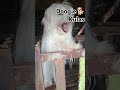 KulasNi ShiTzuCuteDog 