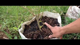 Ep. 76 - ASMR berkebun & tebar kulit bawang putih di atas media tanam screenshot 5