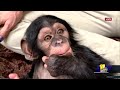 Baby chimp Maisie prepares to join her troop