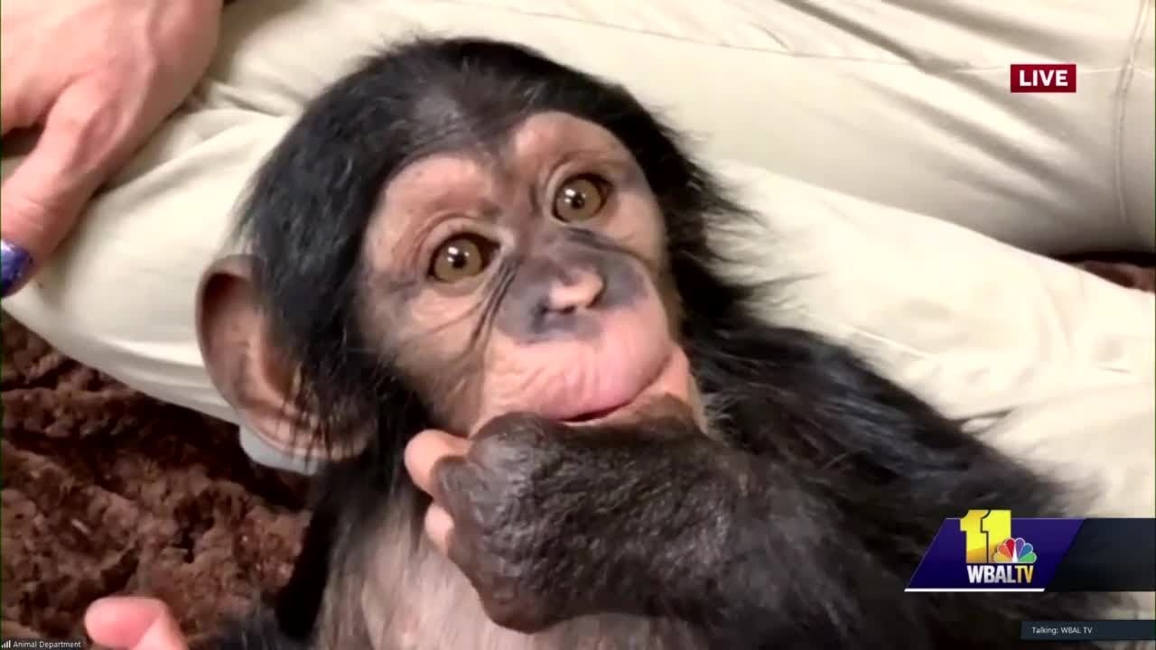 Baby chimp Maisie prepares to join her troop
