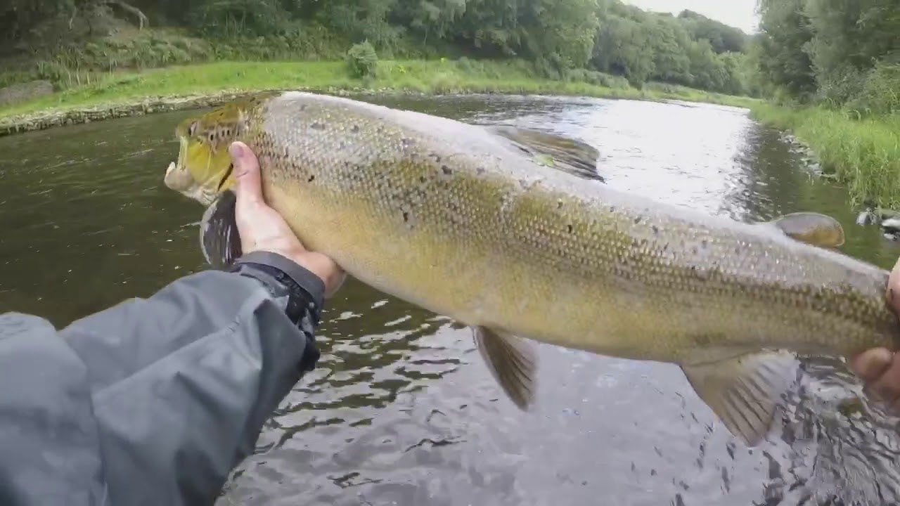 Salmon fishing South Wales - YouTube