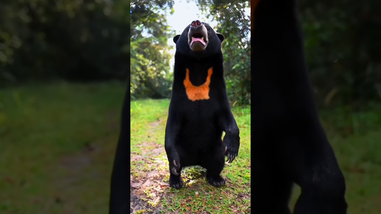 The Sun Bear: Cutest face, strangest habits. 🐻☀️ 