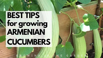 Which cucumbers are Burpless?