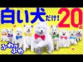 白い犬は好きですか？【ふわふわかわいい❤️白い犬種20選】