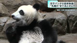双子パンダの最新映像“乳離れ”まであと少し？　上野動物園