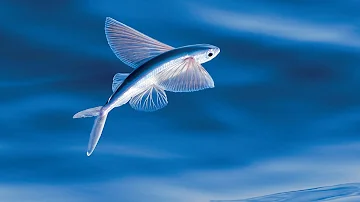 Comment s'appelle le poisson volant ?