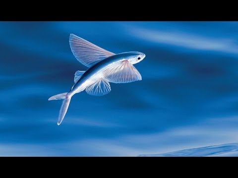 Vidéo: Poisson volant - la victoire de la nature sur la logique