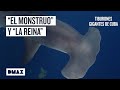 Buscando tiburones gigantes en zonas prohibidas de Cuba  | Tiburones