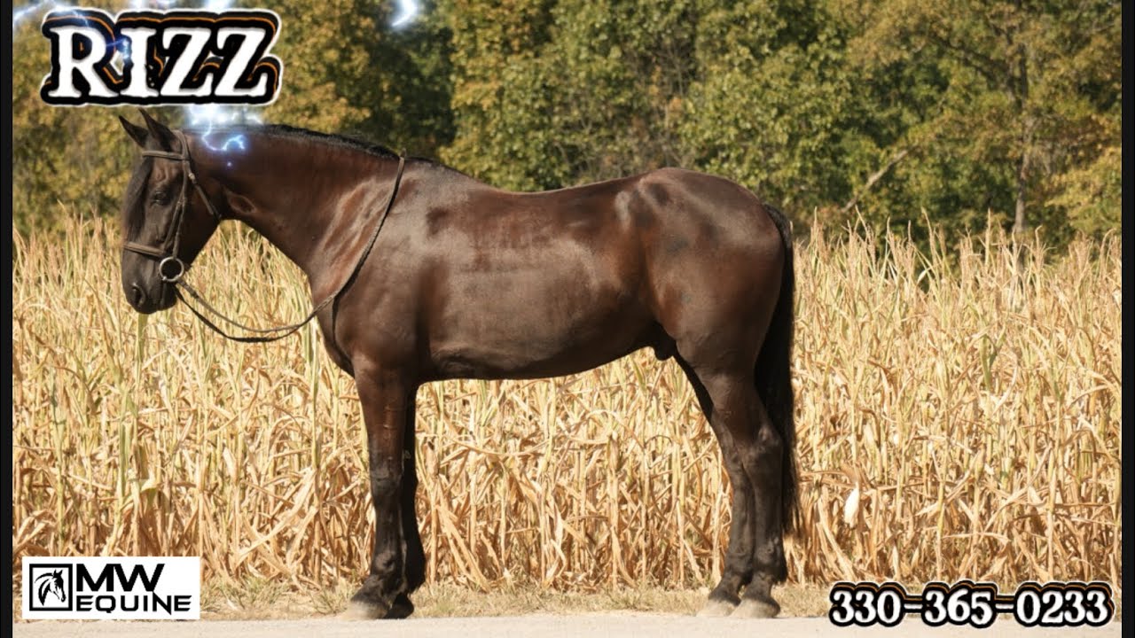 Rizz Is a total dream horse that will get heads turning no matter where ...