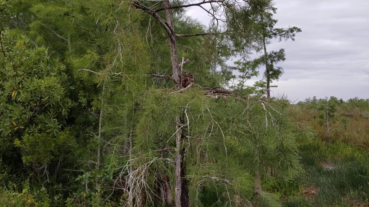 Owl in the Everglades Outside of Miami 
