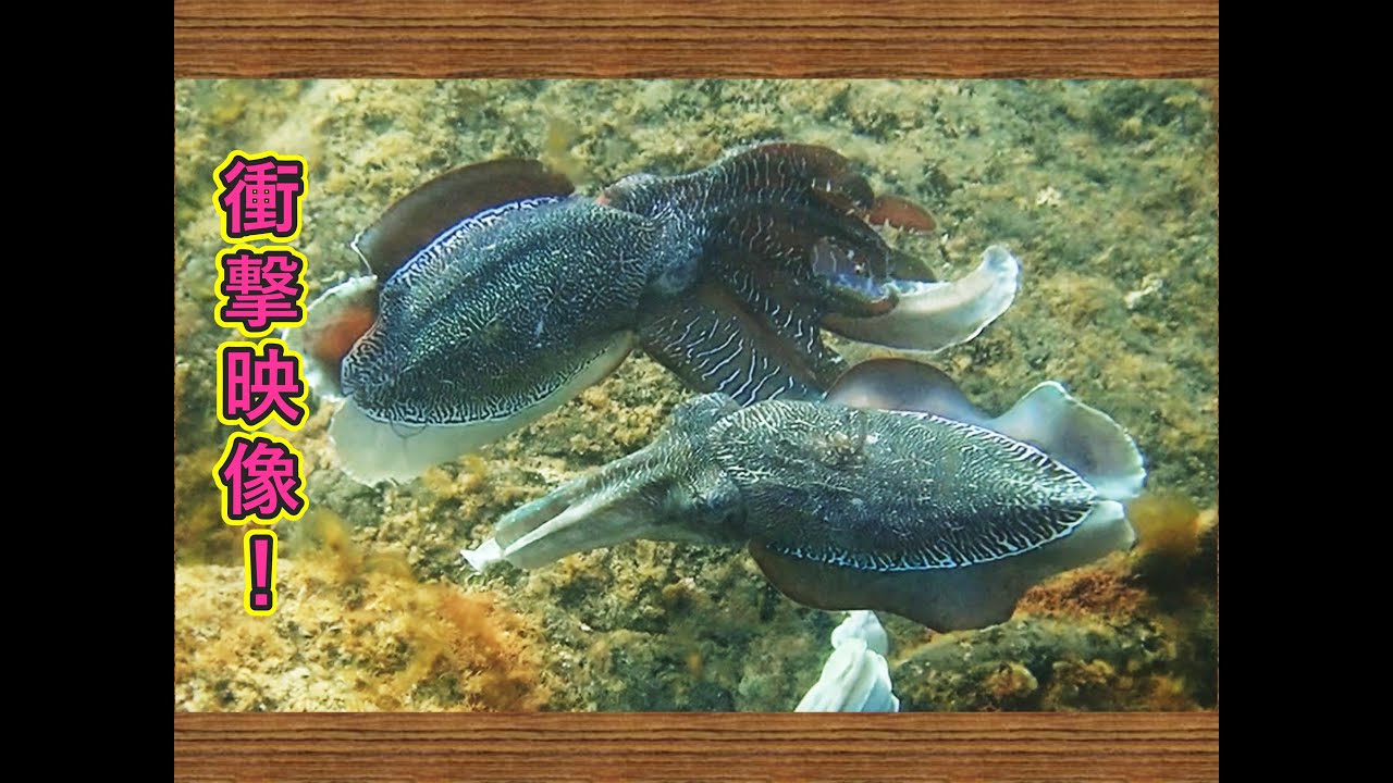 野外観察編】世界最大級のコウイカと泳ぐツアーに参加してきた！（後編