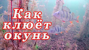 Вы не поверите КАК КЛЮЁТ ОКУНЬ!!! МОЖНО заставить окуня клевать!!!