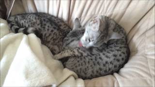 Solstice loves being bathed by his big sister by MyEgyptianMau 1,169 views 9 years ago 1 minute, 50 seconds