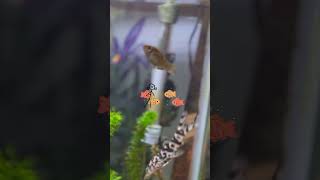 Id Love To Swim With My Fishies